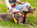 Pet chest sling Dog leash