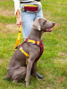 Pet chest sling Dog leash