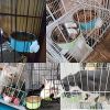 Stainless Steel Hanging Pet Cage Food & Water Feeder