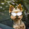 Dog Goggles Small Dog Sunglasses UV Protection