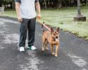 Dual Sided Comfortable And Breathable Adjustable Leash