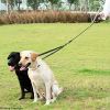 Dual Dog Leash, Shock Absorbing Bungee for Two Dogs