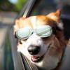 Dog Goggles Small Dog Sunglasses UV Protection